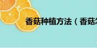 香菇種植方法(香菇怎么種植)