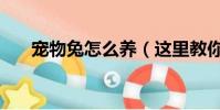 寵物兔怎么養(這里教你怎么養兔子)