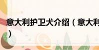 意大利護衛犬介紹(意大利護衛犬介紹是什么)
