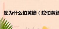 蛇為什么怕黃鱔(蛇怕黃鱔的原因是什么)