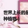 世界上長的最快的植物是什么（你一定認識這種植物）