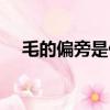 毛的偏旁是什么偏旁（毛的偏旁是啥呢）