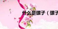 什么是騾子(騾子介紹)
