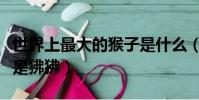 世界上最大的猴子是什么(世界上最大的猴子是狒狒)