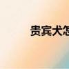 貴賓犬怎么養（貴賓犬怎么飼養）
