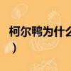 柯爾鴨為什么那么貴（柯爾鴨貴重的三個原因）