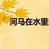 河馬在水里如何移動（是走著還是游著）