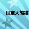 國寶大熊貓介紹（國寶大熊貓介紹內容）