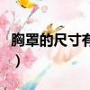 胸罩的尺寸有哪些（女人胸罩尺寸的具體分類）