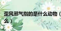 歪風邪氣指的是什么動物(歪風邪氣指的是什么)