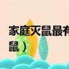 家庭滅鼠最有效的方法（家庭如何安全有效滅鼠）