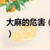 大麻的危害（詳述大麻對身體健康的造成危害）