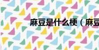 麻豆是什么梗(麻豆的解釋)