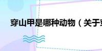 穿山甲是哪種動物(關于穿山甲的簡介)