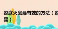 家庭滅鼠最有效的方法(家庭如何安全有效滅鼠)
