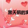 黑天鵝的寓意（黑天鵝的寓意是什么）