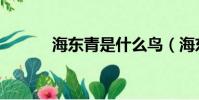 海東青是什么鳥(海東青介紹)