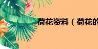 荷花資料(荷花的簡介)