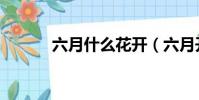 六月什么花開(六月開什么花)