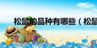 松鼠的品種有哪些(松鼠的品種介紹)