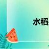 水稻是什么（什么是水稻）