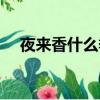 夜來香什么季節開花（夜來香開花季節）