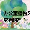 辦公室植物風水的講究（辦公室植物風水的講究有哪些）