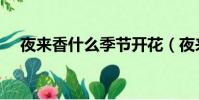 夜來香什么季節開花(夜來香開花季節)