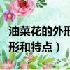 油菜花的外形和特點是什么（油菜花有什么外形和特點）