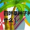 四葉草種子種植方法（四葉草種子種植方法是什么）