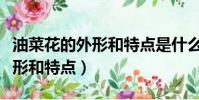 油菜花的外形和特點是什么(油菜花有什么外形和特點)