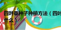 四葉草種子種植方法(四葉草種子種植方法是什么)