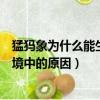 猛犸象為什么能生活在冰雪環境中（猛犸象能生活在冰雪環境中的原因）