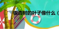 銀杏樹的葉子像什么(你覺得呢)