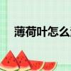 薄荷葉怎么泡水喝（薄荷葉泡水的方法）
