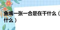 魚嘴一張一合是在干什么(魚嘴一張一合在干什么)