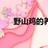 野山雞的養殖方法（野山雞如何養殖）