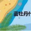 藍牡丹什么含義（藍牡丹的寓意）