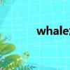 whale怎么讀（whale的意思）