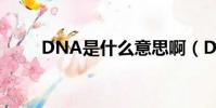 DNA是什么意思啊(DNA的解釋)