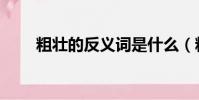 粗壯的反義詞是什么(粗壯的意思)