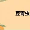 豆青蟲怎么吃（怎么吃豆青蟲）