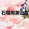 石榴用英語怎么說（石榴用英語應該怎么說）