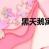 黑天鵝寓意什么（黑天鵝的寓意）