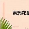 索瑪花是什么花（索瑪花的介紹）