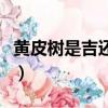 黃皮樹是吉還是兇樹（黃皮樹是吉還是兇樹呢）