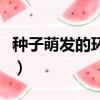 種子萌發的環境條件（種子萌發需要什么條件）