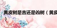 黃皮樹是吉還是兇樹(黃皮樹是吉還是兇樹呢)