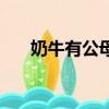 奶牛有公母之分嗎（奶牛分公母的嗎）