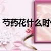 芍藥花什么時候開花（芍藥花開花時間介紹）